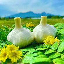 画像をギャラリービューアに読み込む, 【限定50ケース】八ヶ岳有機生ニンニク 2025
