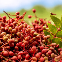 画像をギャラリービューアに読み込む, 完熟山椒のAICAFE醤