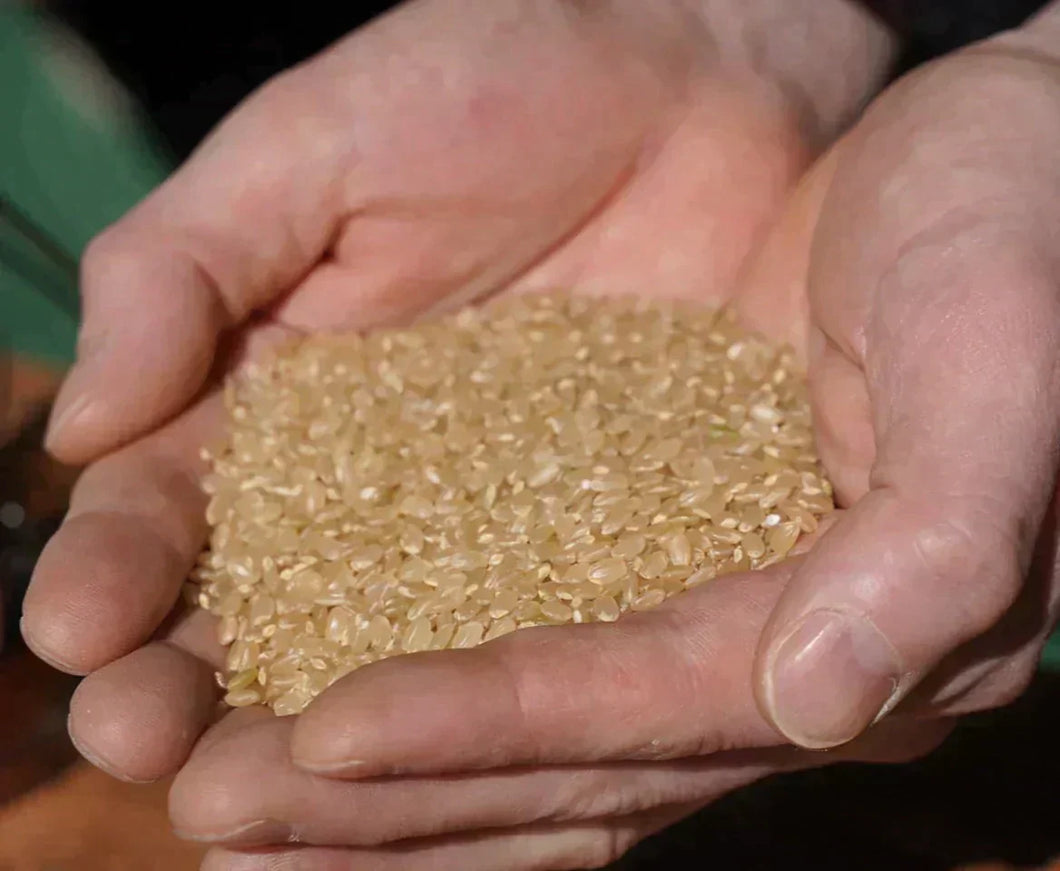 無農薬・無化学肥料栽培 玄米（5kg）Y