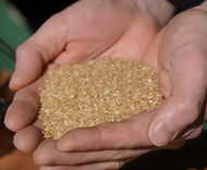 【2023.9.28発送】無農薬・無化学肥料栽培 玄米（2kg）～9.21〆切～